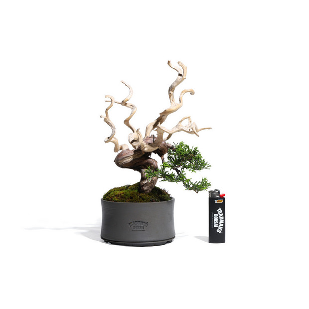 真柏 -Japanese Juniper- (推定樹齢30年)-M0012- 詳細画像